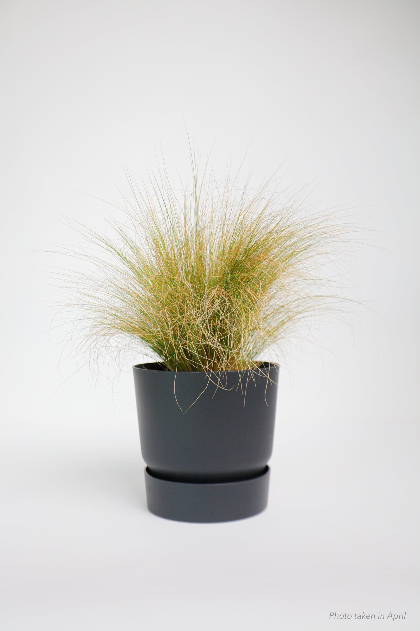 Mexican Feather Grass