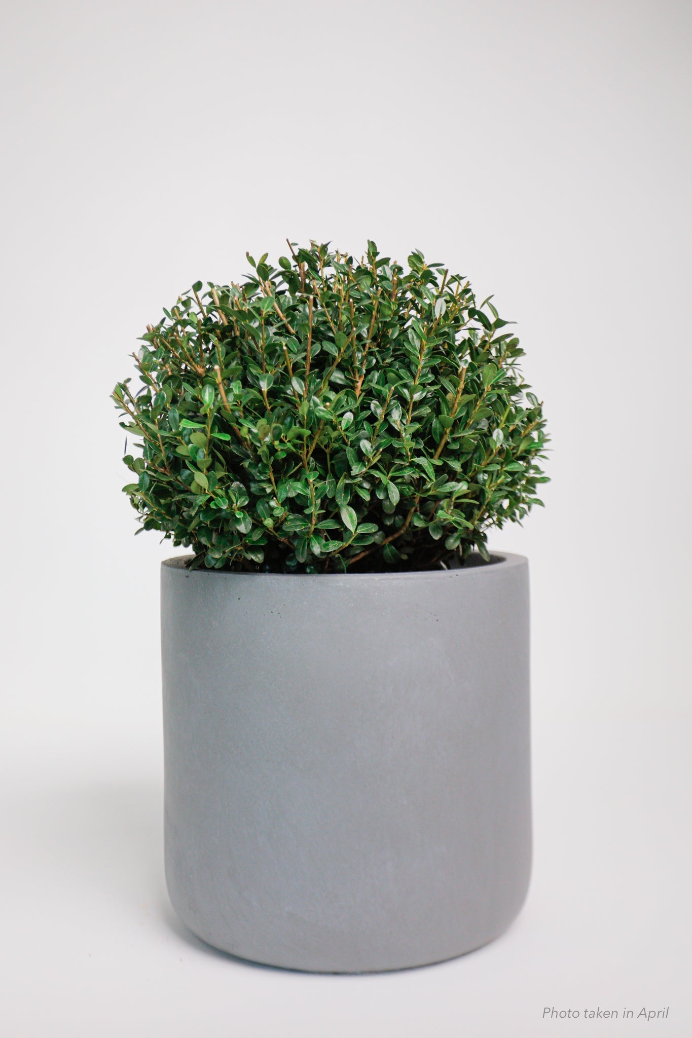 Ilex Dome - Medium - 30cm