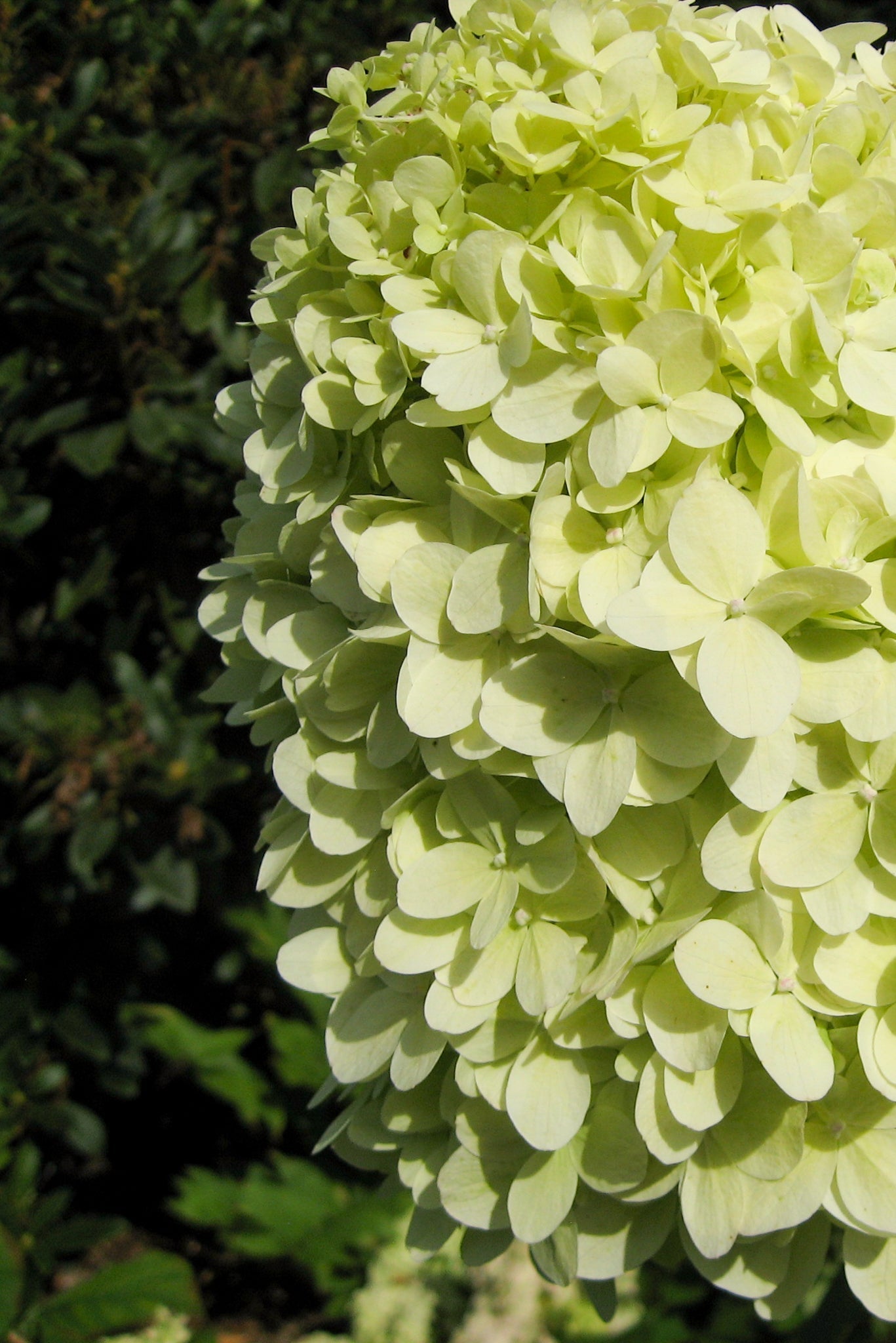 Hydrangea Limelight