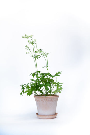 Astrantia Star of Billion