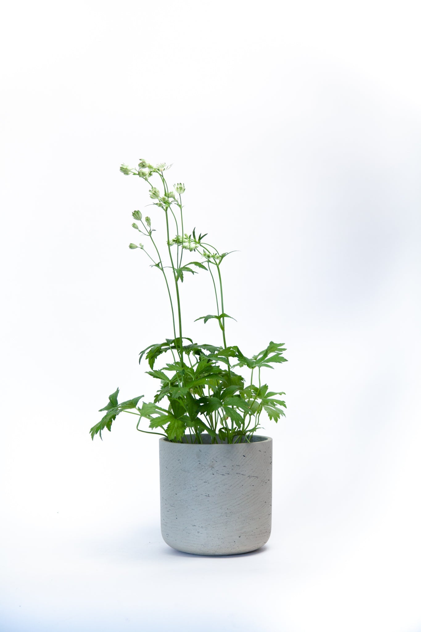 Astrantia Star of Billion