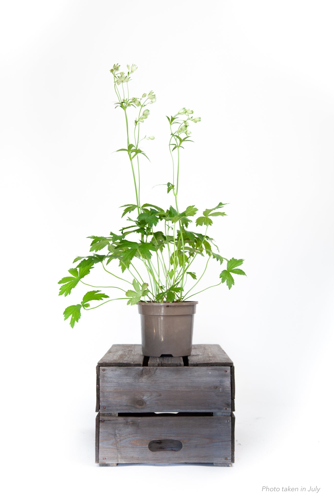 Astrantia Star of Billion