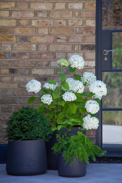 Taxus Dome - Medium - 30cm