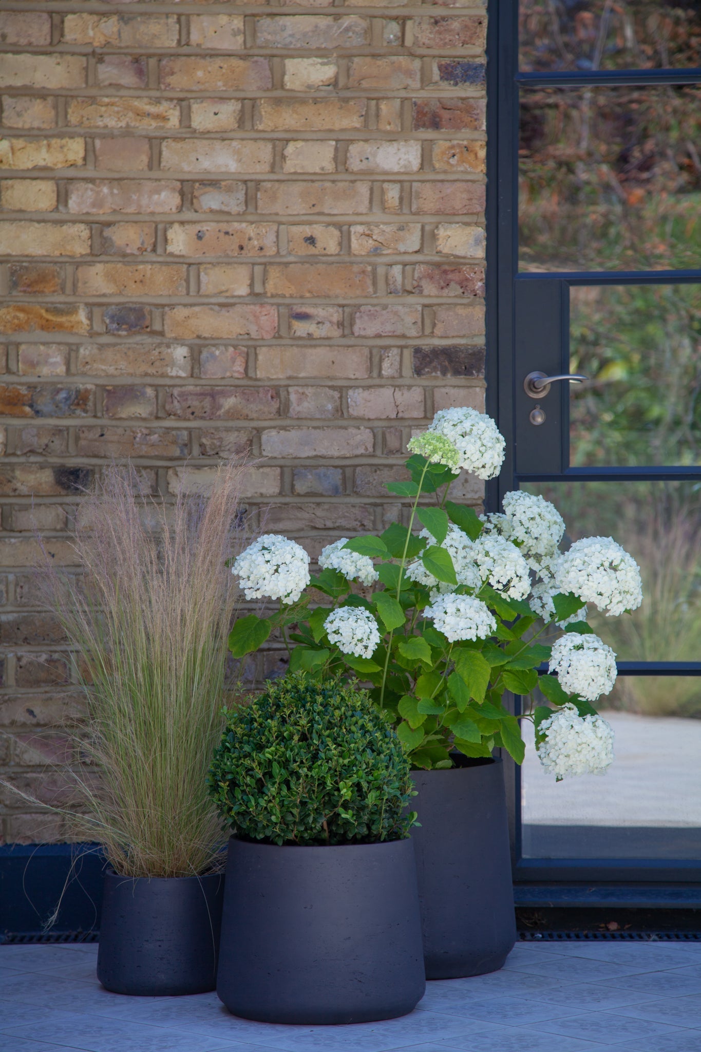 Mexican Feather Grass