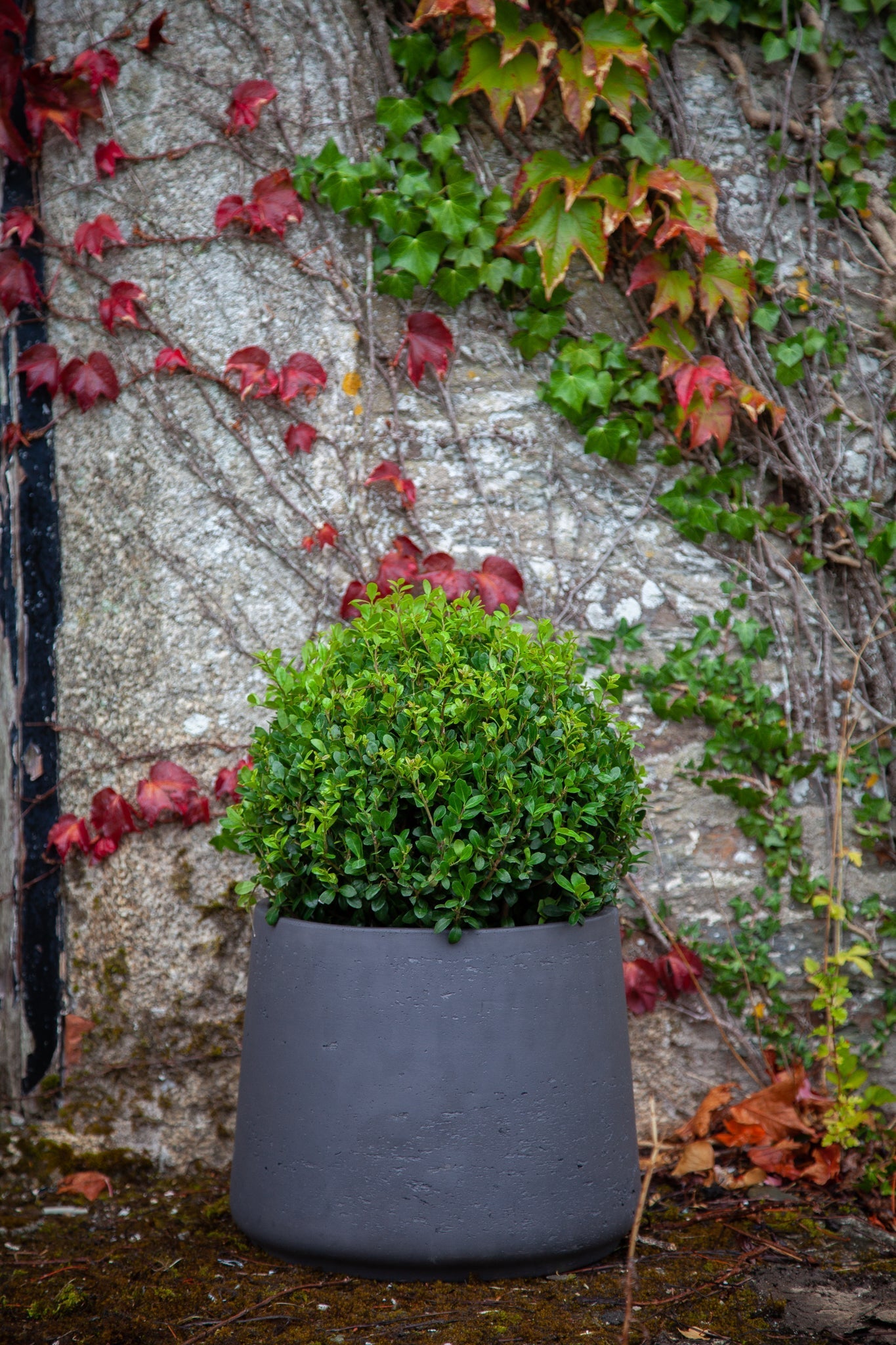 Ilex Dome - Medium - 30cm