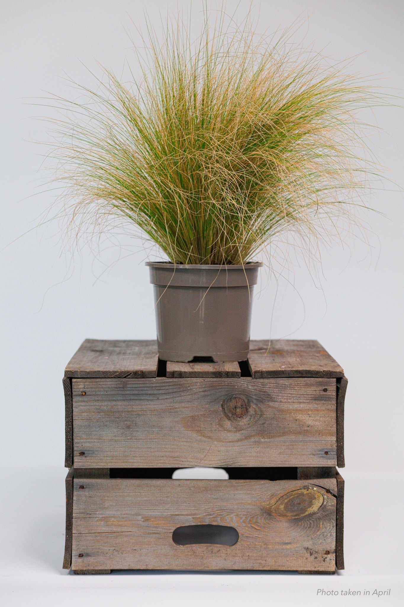 Mexican Feather Grass