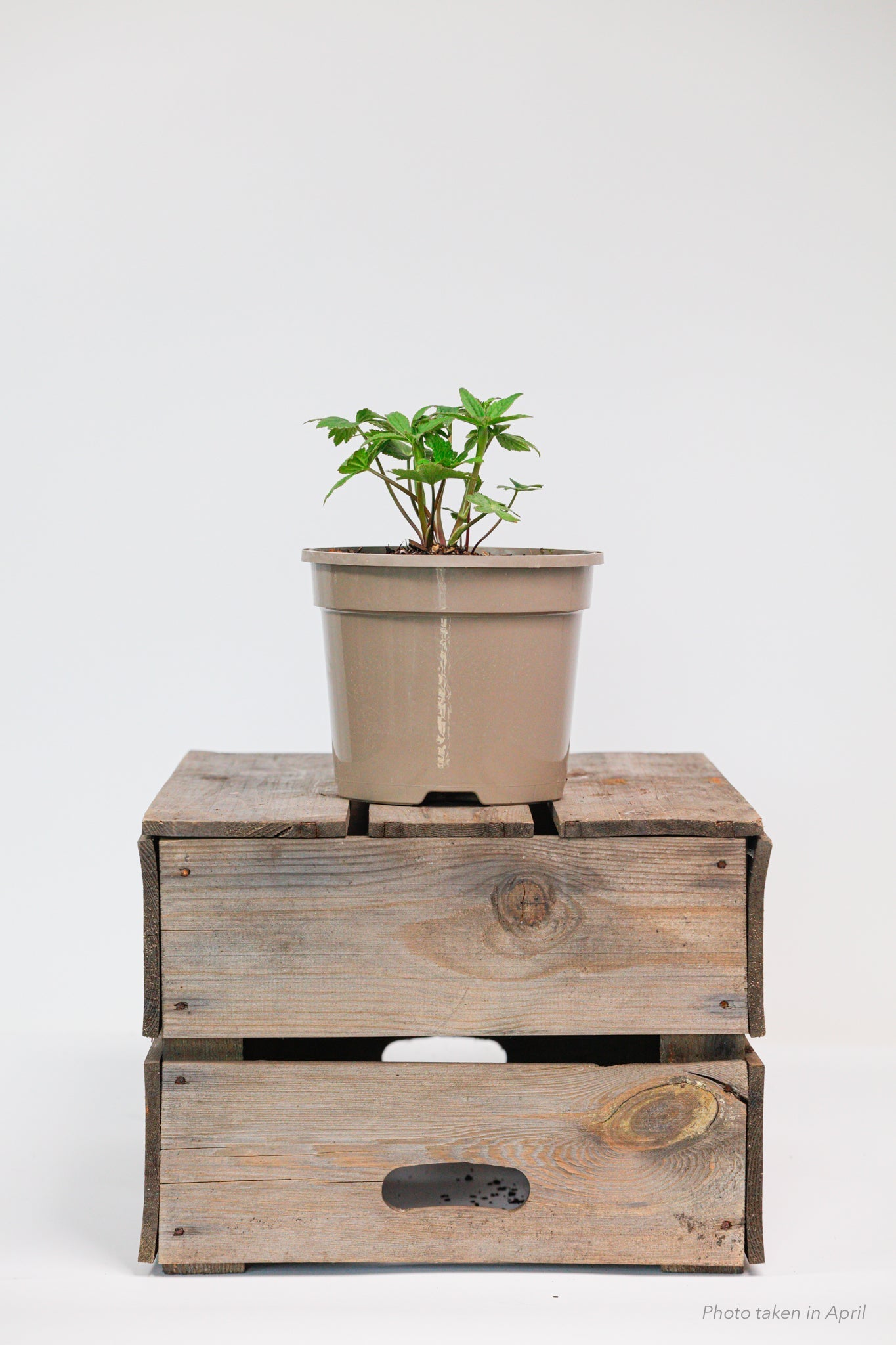 Astrantia Star of Billion