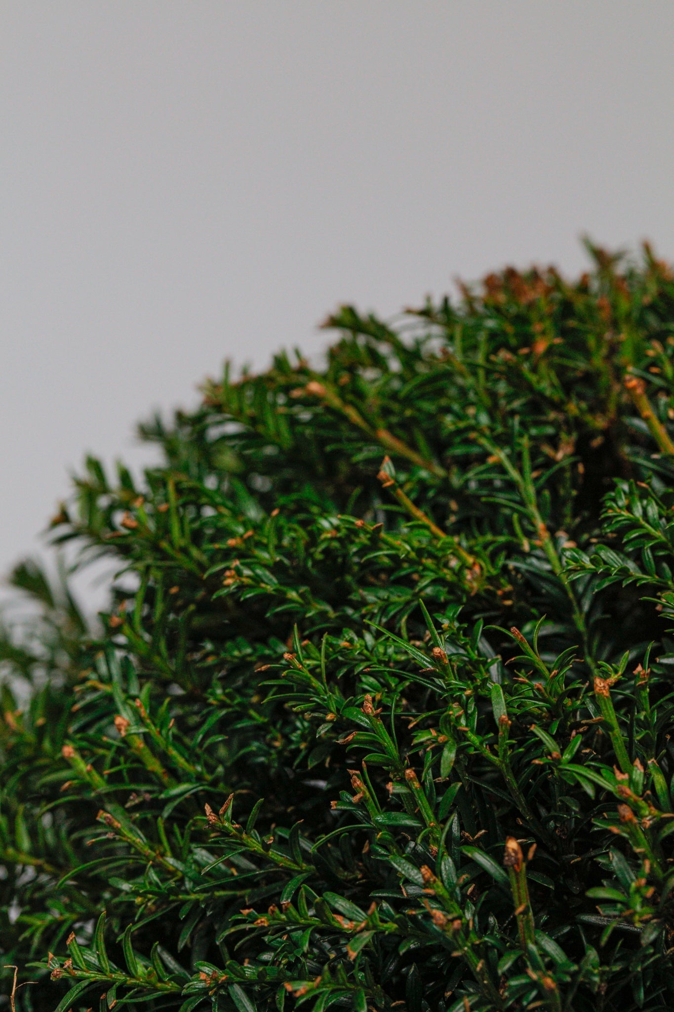 Taxus Dome - Medium - 30cm