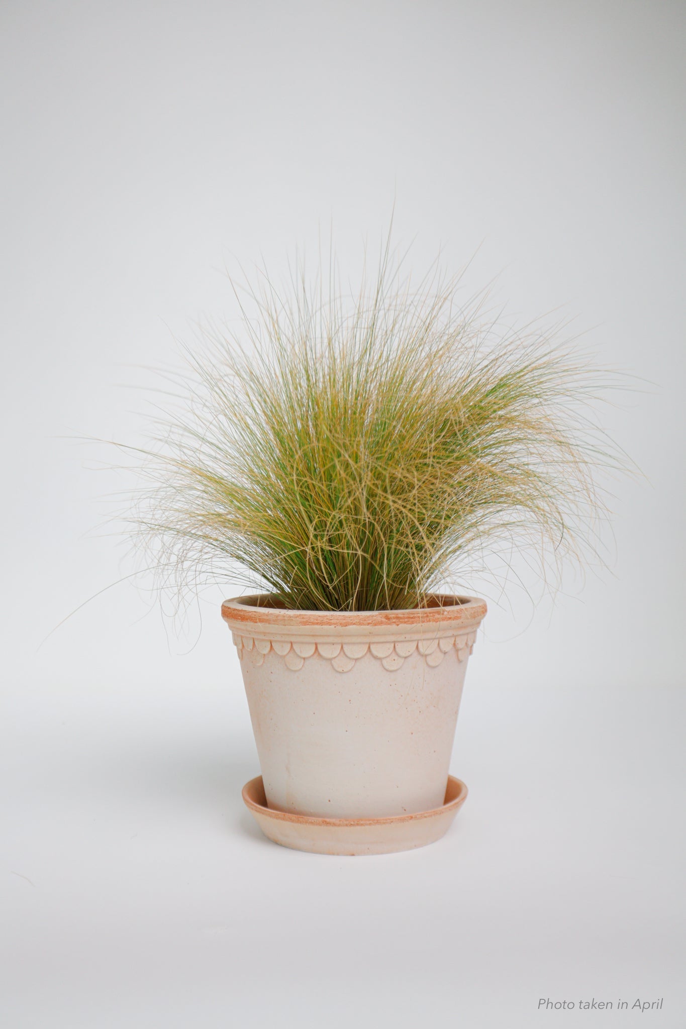 Mexican Feather Grass