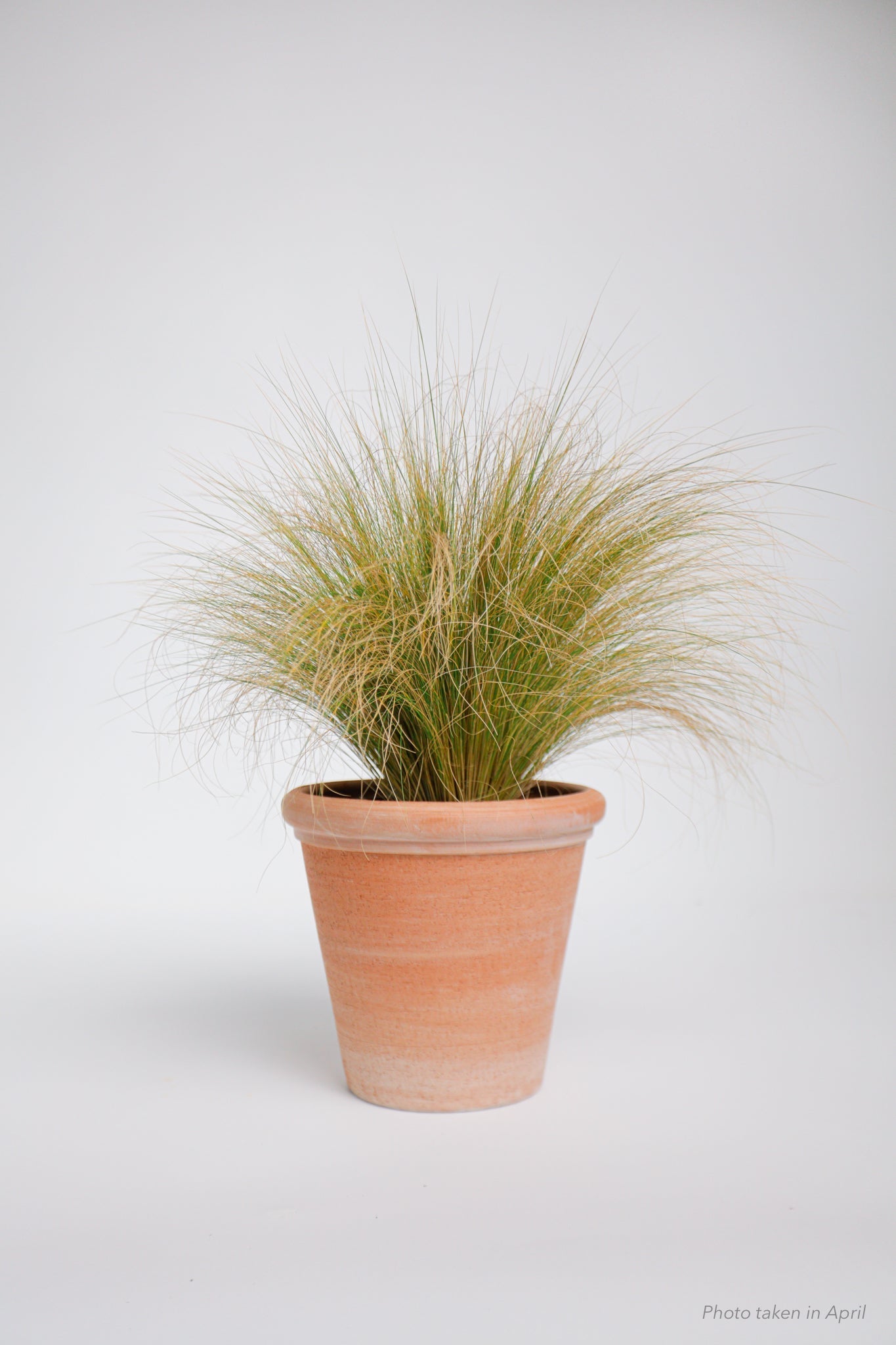 Mexican Feather Grass