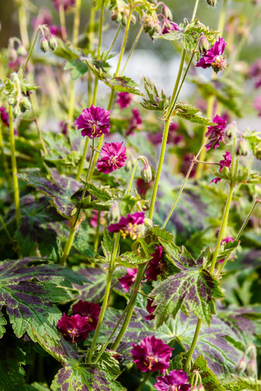 Dusky Cranesbill
